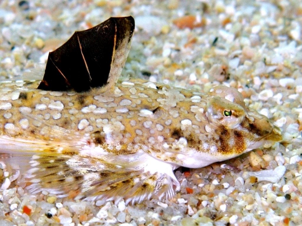Femmine di Callionymus pusillus